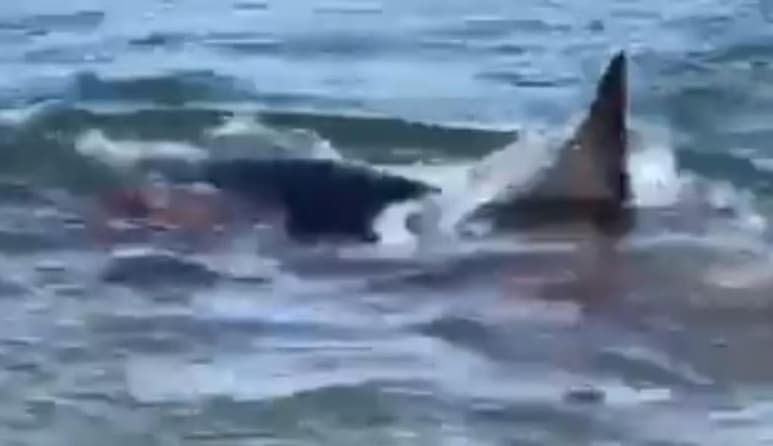 El video fue captado por Corey Nunes, quien compartió el video en Facebook (CAPTURA)