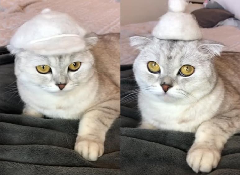 Sonya, el gato, es toda una pequeña celebridad en Tik Tok, donde tiene millones de seguidores. (INTERNET)