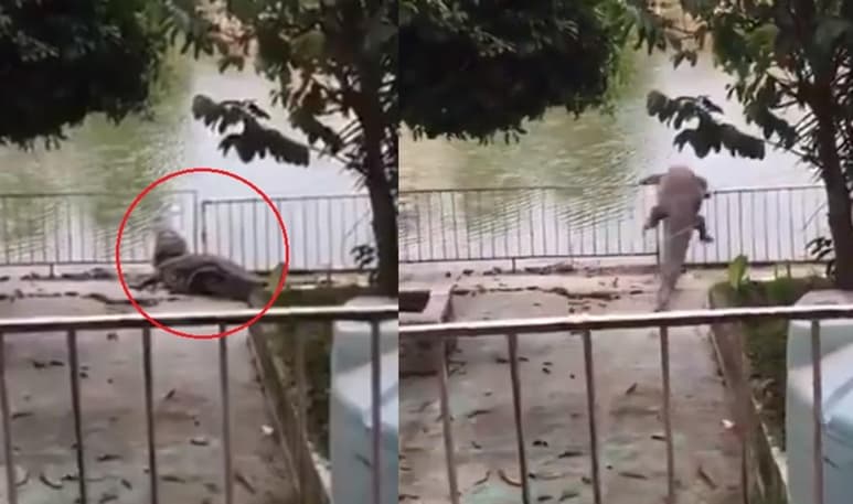El cocodrilo fue captado trepando a una cerca metálica (CAPTURA)