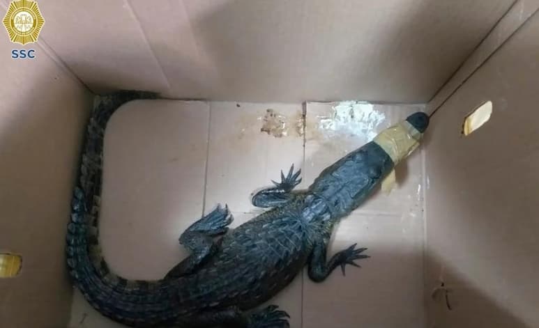 Elementos de la Brigada de Vigilancia Animal, confirmaron que el reptil se encontraba en perfectas condiciones físicas y nutricionales, además de trasladarlo a sus instalaciones para proceder a evaluarlo a través de una minuciosa revisión médica (CAPTURA)