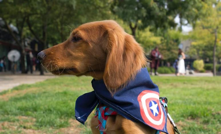 Entre las mejores opciones para Halloween se encuentran los disfraces en pareja, sin embargo, realizarlos con tu mascotas puede ser aún más divertidos y originales. (ESPECIAL)