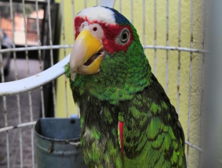 Mucho se ha hablado de cómo los perritos y gatos hacen felices a sus dueños con su gran amor y lealtad, pero hay otro tipo de mascotas que dan el mismo o más cariño. (Cortesía)