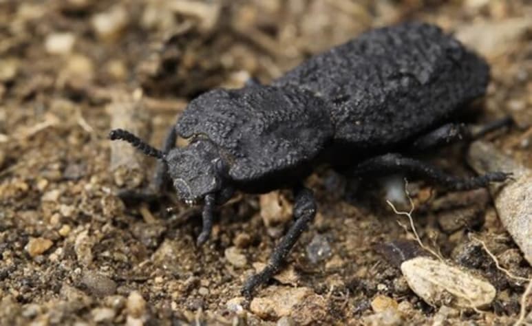 La supervivencia del escarabajo diabólico acorazado depende, en parte, de su capacidad para hacerse el muerto de forma convincente y de su exoesqueleto, de los más resistentes al aplastamiento que se conocen. Ahora, un nuevo estudio revela los materiales y secretos que esconde este organismo tan indestructible. (ESPECIAL)