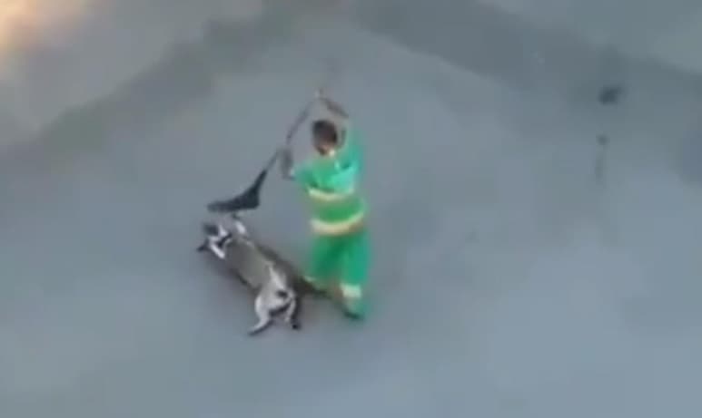 Al sentir la escoba acariciándolo, el perros e volteó para que rascaran su panza (CAPTURA)