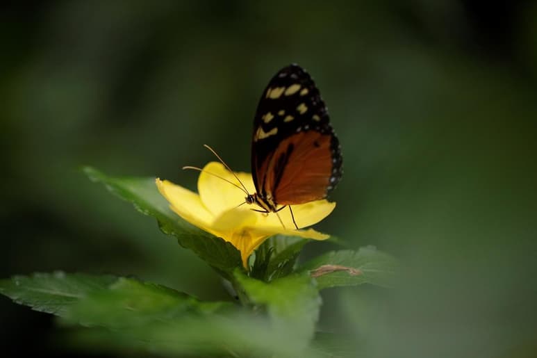 La ciencia ha advertido del preocupante deterioro de la naturaleza y ha urgido a la comunidad internacional a doblegar la curva del alarmante declive de la biodiversidad tras comprobar que ninguno de los objetivos previstos en la Convención de Diversidad Biológica de la ONU para 2020 se ha cumplido. (ARCHIVO)