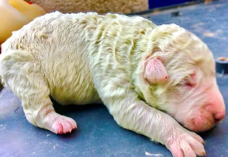 El perro irá poco a poco perdiendo su color verdoso. (INTERNET)
