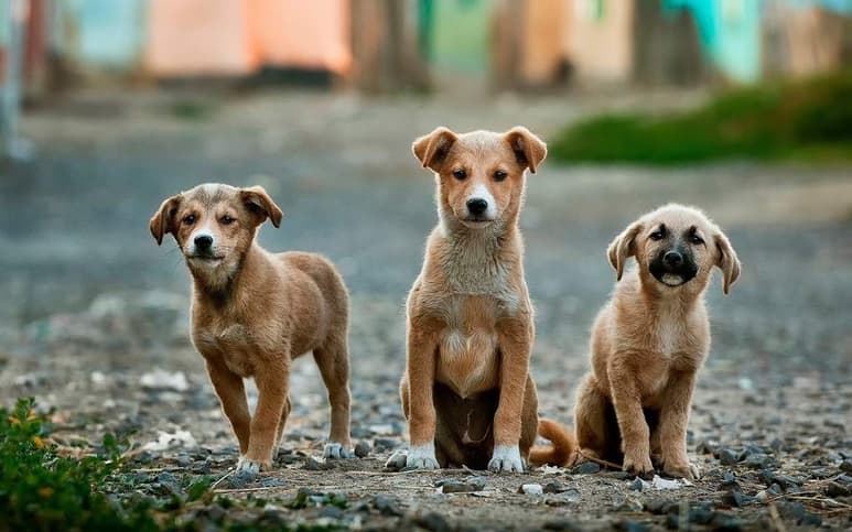 Los hongos y la sarna son dos enfermedades que afectan de forma distinta a los perros, sin embargo, sin la asesoría correcta, estos dos padecimientos podrían llegar a confundirse. (ESPECIAL)
