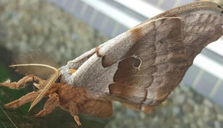 La fotografía del insecto se difundió en redes sociales como 'una tarántula con alas' (CAPTURA)