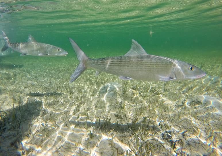 Científicos de la Universidad Atlántica de Florida (FAU) en Estados Unidos, son los primeros en el mundo en lograr la reproducción en cautividad del macabí o macabijo, un voraz, veloz y peleón pez tropical muy apreciado por los pescadores deportivos. (ARCHIVO)