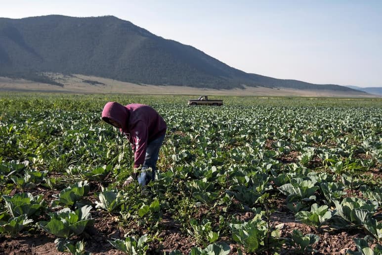 De acuerdo con la Asociación Mexicana de Instituciones de Seguros (AMIS), esta situación deja en vulnerabilidad a productores, ya que en caso de siniestros perderán sus productos.
(ARCHIVO)