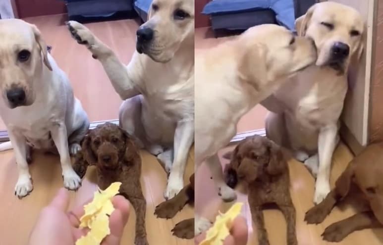 El video compartido en la plataforma de TikTok suma hasta el momento más de 130 mil reproducciones (CAPTURA)