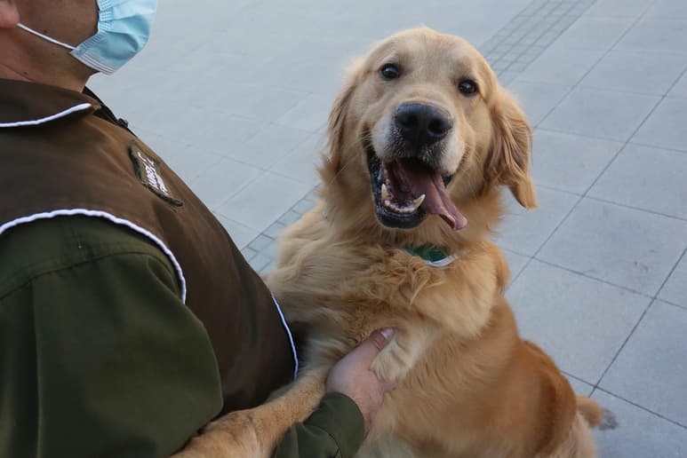 Según datos del Instituto Nacional de Estadística y Geografía (Inegi), los perros son los preferidos, al representar el 85 por ciento de las mascotas, es decir, alrededor de 19 millones. (ARCHIVO)