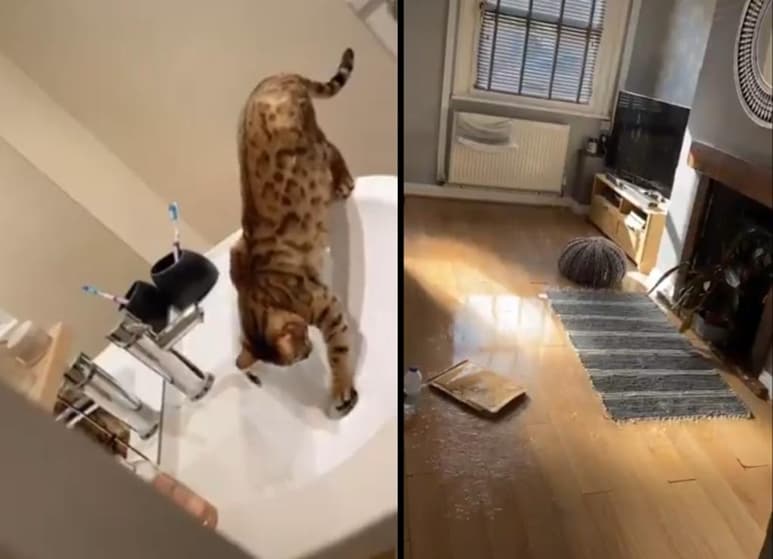 El curioso momento se hace viral. (INTERNET)