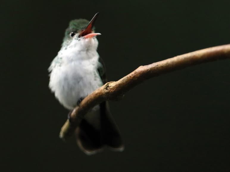 Una investigación científica logra arrojar luz sobre el proceso por el que una variedad o raza puede llegar a convertirse en una especie diferenciada en contextos en los que no hay ninguna barrera física que impida la reproducción de sus individuos con los de otras variedades. (ARCHIVO) 