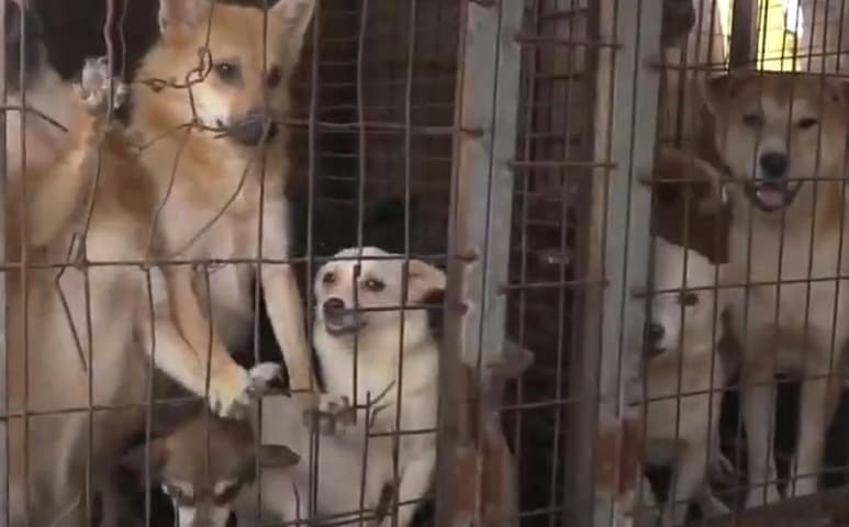 La organización estadounidense Humane Society International se encargó del rescate de más de 170 perros de una granja ubicada en Haemi, en Cora del Sur (CAPTURA)