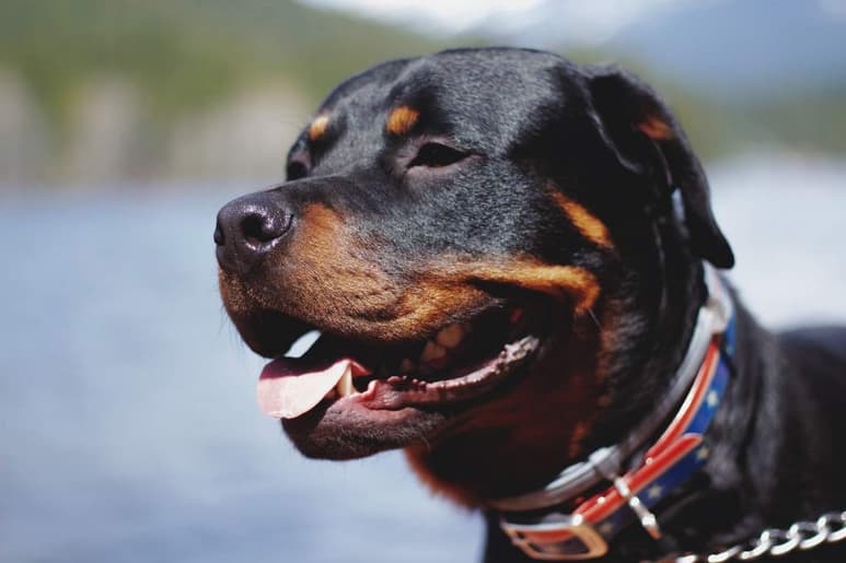 A finales de los años noventa, diversos ataques de perros obligó a establecer parámetros de control, donde animales de compañía pueden causar daños, lesiones o muerte a personas u otros animales, e incluso cosas. (ESPECIAL)
