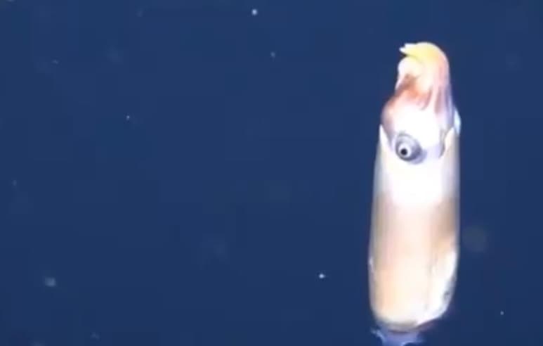 El calamar posee ojos saltones a sus costados y ocho pequeños brazos en su cuerpo (CAPTURA)