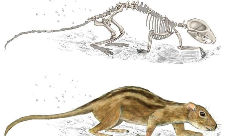 La prueba más temprana del comportamiento social de los mamíferos se remonta a la era de los dinosaurios, según estudio de paleontólogos en Estados Unidos y publicado en la revista Nature Ecology & Evolution. (ESPECIAL)