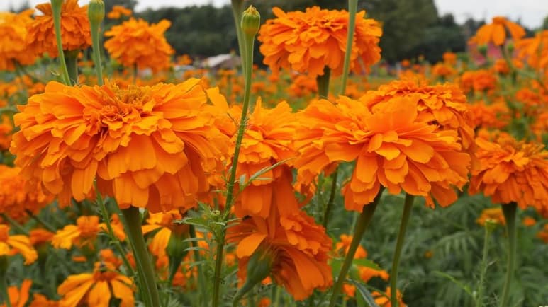 Ramos, macetas y flores de cempasúchil, fueron recibidas para ser recicladas para crear un insecticida natural que podrá ser usado en jardines y cultivos de flores ornamentales. (Especial)