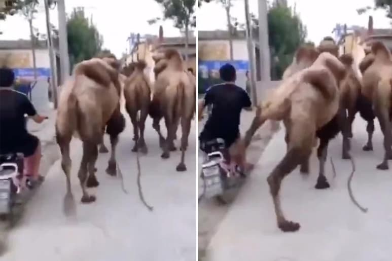 El video se tomó originalmente en la India en 2019. (INTERNET)