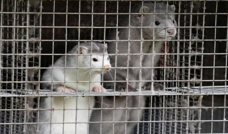 Supuestamente el virus detectado en los animales corresponde a una mutación genética del SARS-CoV-2 (ESPECIAL)