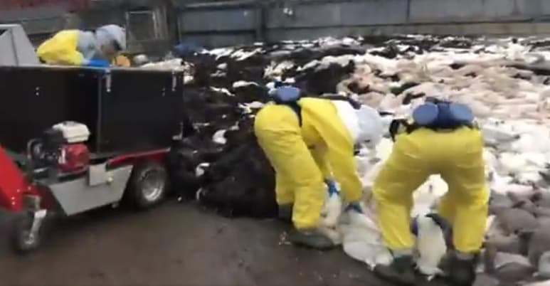 En las imágenes se observa a hombres con trajes de protección mientras apilan los cadáveres de los animales (CAPTURA)
