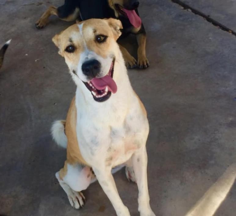 La perrita se ha quedado sin hogar tres veces, sin embargo, confía en que la próxima vez que sea adoptada, sea para siempre. (Especial)