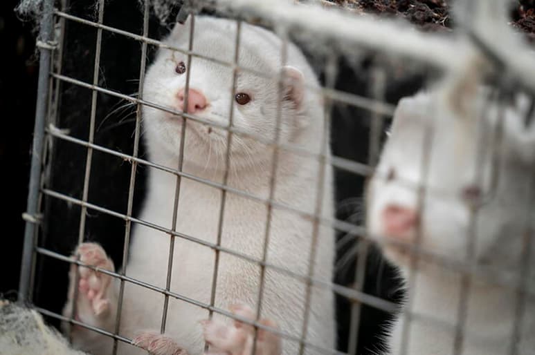 El gobierno de Dinamarca dijo el martes que quiere prohibir la cría de visones hasta finales de 2021, al tiempo que presentó una iniciativa de ley que permitiría el sacrificio de 15 millones de minks tal como se anunció la semana pasada. (Especial)