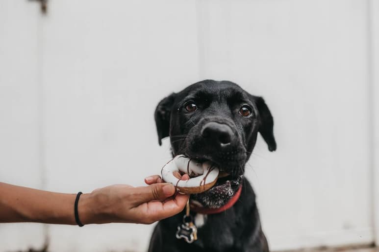 Los perros son animales omnívoros, que pueden tener una dieta correctamente balanceada con distintos alimentos, sin embargo, los componentes como carbohidratos pueden estar presentes, siempre y cuando sea de forma balanceada. (ESPECIAL)