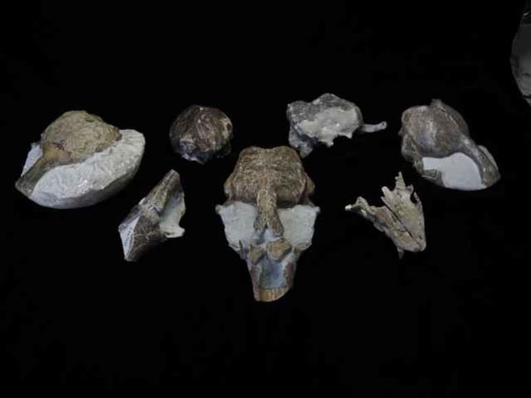 Científicos de una universidad australiana han descubierto una especie desconocida hasta ahora de gigantesca foca monje, que vivió hace tres millones de años en el Hemisferio Sur, a partir de fósiles hallados en Nueva Zelanda. (ESPECIAL)