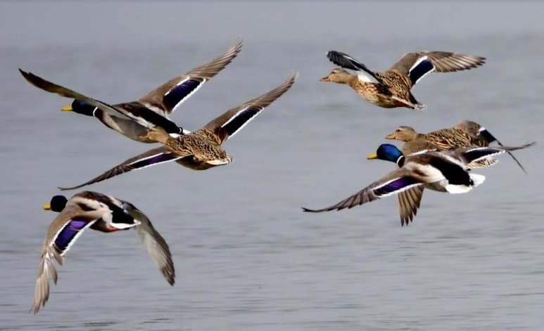 La contaminación ocasionada por el ruido y por la luz provoca un impacto sobre la reproducción de los pájaros en Estados Unidos, según los hallazgos de un informe divulgado por Nature. (ARCHIVO)