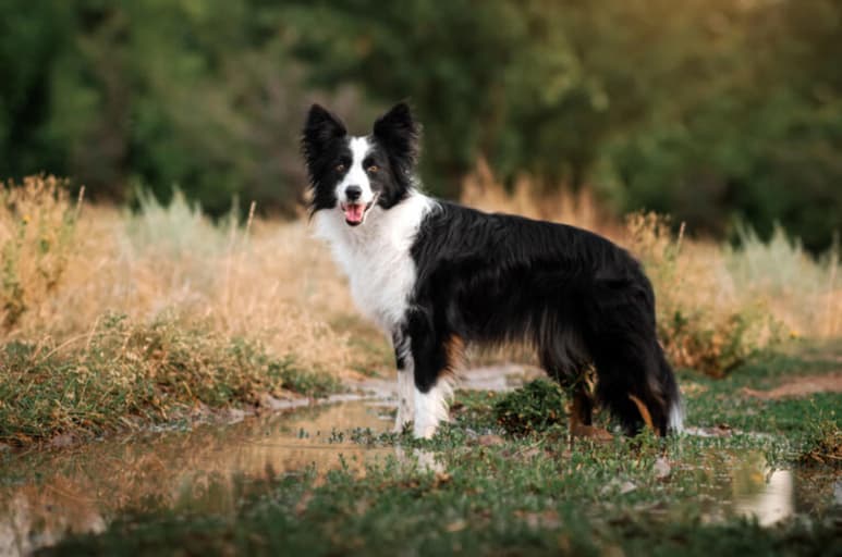 Un experimento científico, transmitido en vivo durante las próximas seis semanas bajo la supervisión de la facultad de Etología de la Universidad ELTE de Budapest, busca encontrar entre seis Border collies de seis países al perro más inteligente del mundo. (ESPECIAL)