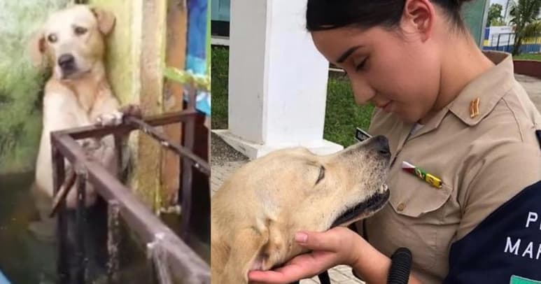 El can se encontraba atrapado en un rincón de una vivienda cuando fue rescatado por elementos de la Marina (CAPTURA)