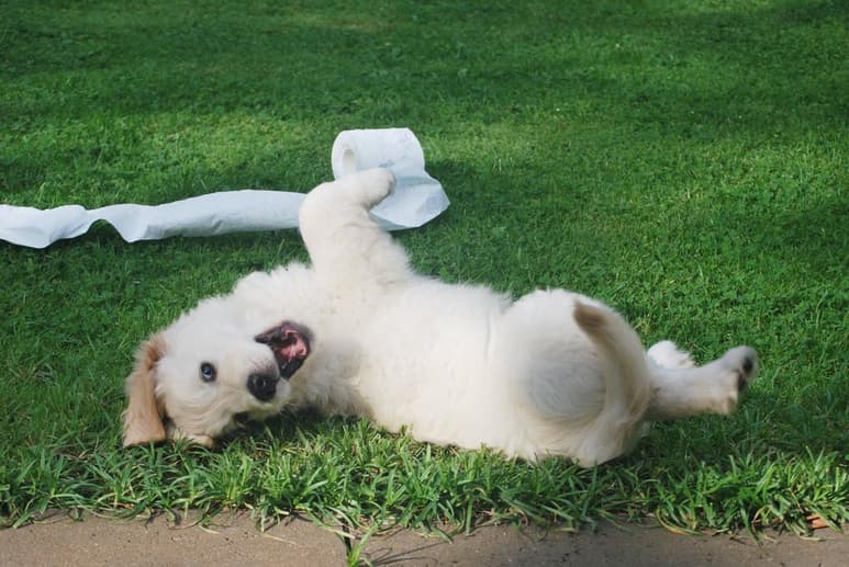 Cuando has decidido llevar a un cachorro a casa, significa que habrán cambios en las rutinas, ya que tanto la familia como el perro necesitarán adaptarse a los cambios. (ESPECIAL)