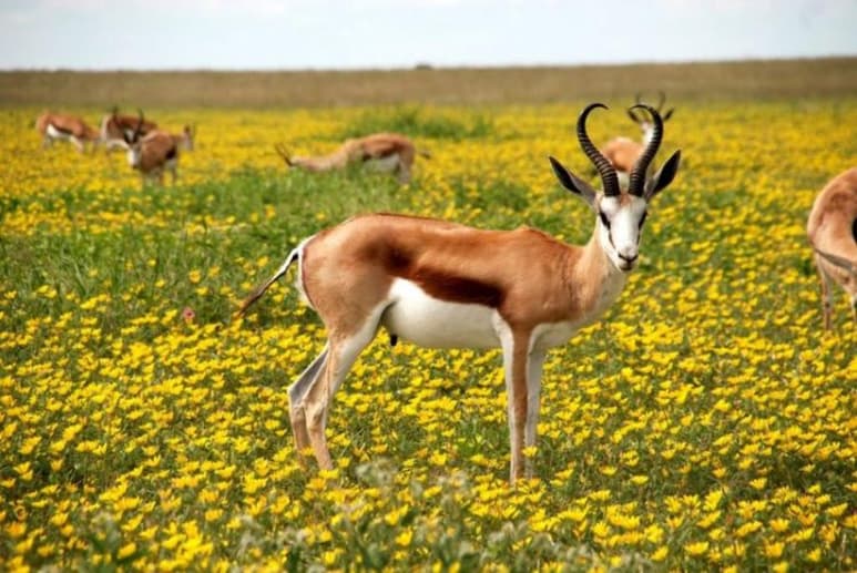 Las poblaciones de vertebrados, desde pájaros a antílopes, no están, en términos generales, en declive pese a lo que previamente se ha sostenido. (ARCHIVO)
