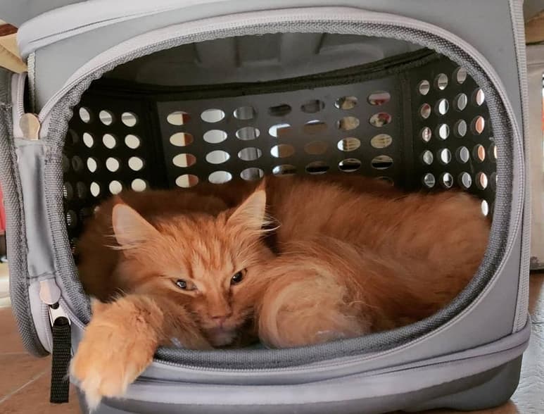 Acostumbrar a un perro o gato a usar transportín por lo general es un proceso sencillo, ya que incluso ellos suelen recurrir a él como un pequeño resguardo cuando sienten miedo. (Instagram @amatutigre)