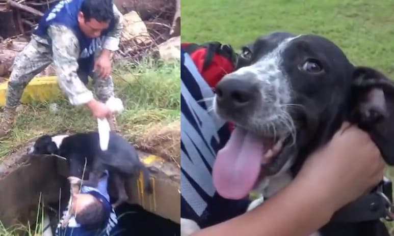 Invitan al público a enviar sus propuestas de nombre para el nuevo integrante canino de la familia naval (CAPTURA)