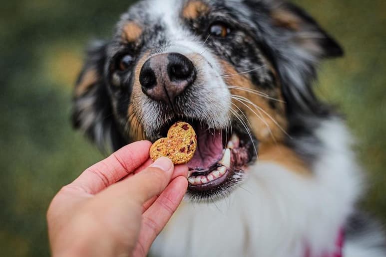 Las galletas son un snack perfecto para los perros, ya sea como premio o para emplearlas al momento de entrenarlo, seguro las disfruta por igual. (Instagram @aiko.the_australian_shepherd)