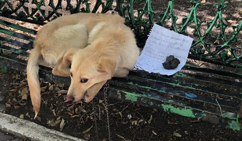 Presuntamente el can sufría de maltrato en el hogar donde vivía y por eso fue abandonado (CAPTURA)