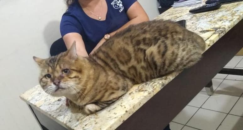 El gato fue bautizado como 'Andrés' tras su rescate (CAPTURA)