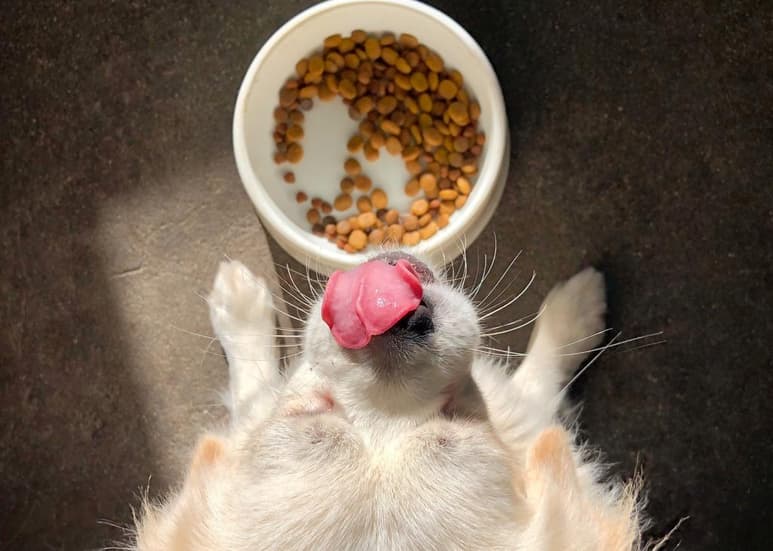 En búsqueda de dietas más ecológicas y libres de alérgenos para mascotas, algunas marcas ya comienzan a lanzar alimentos con proteínas más sostenibles para el medio ambiente.
(ESPECIAL)