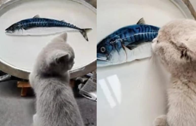 El video del felino acumula miles de reproducciones en redes sociales (CAPTURA)