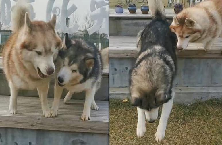 La emotiva escena fue captada por el dueño de estas mascotas. (INTERNET)