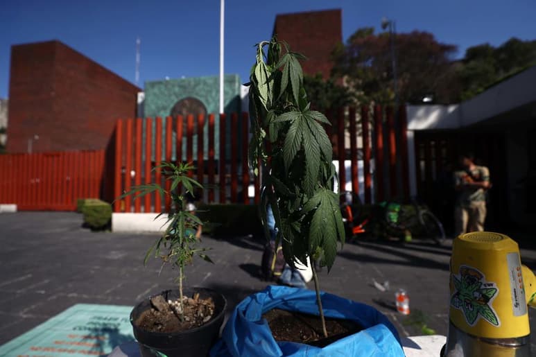Rosa Irma Romero Garza, directora de Centros de Integración Juvenil (CIJ) de Piedras Negras, consideró que la despenalización de la marihuana y con ello la creación de la Ley Federal para la Regulación del Cannabis; se incrementarán el consumo y los problemas sociales. (ARCHIVO)