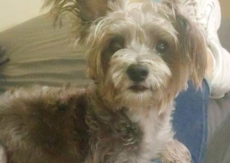 Por medio de redes sociales, la familia de 'Blacky' busca dar con su paradero después de extraviarse el día 19 de noviembre (CAPTURA) 