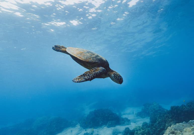 México cuenta con distintas zonas donde puedes pasar el tiempo con animales acuáticos y conocer su hogar. (ESPECIAL)