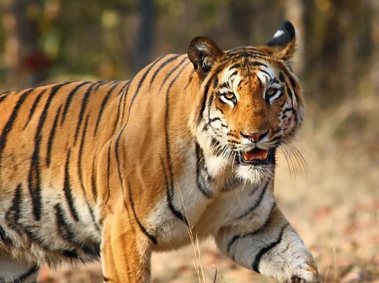 Se han colocado trampas, esperando atrapar al tigre. (INTERNET)
