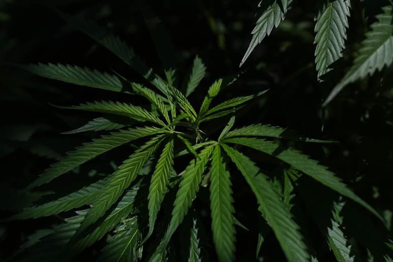 Una entidad de la ONU dedicada al control de estupefacientes votó el miércoles a favor de sacar al cannabis y la resina de cannabis de la lista de las drogas más nocivas, una decisión que podría afectar al mercado mundial de la marihuana. (ARCHIVO)