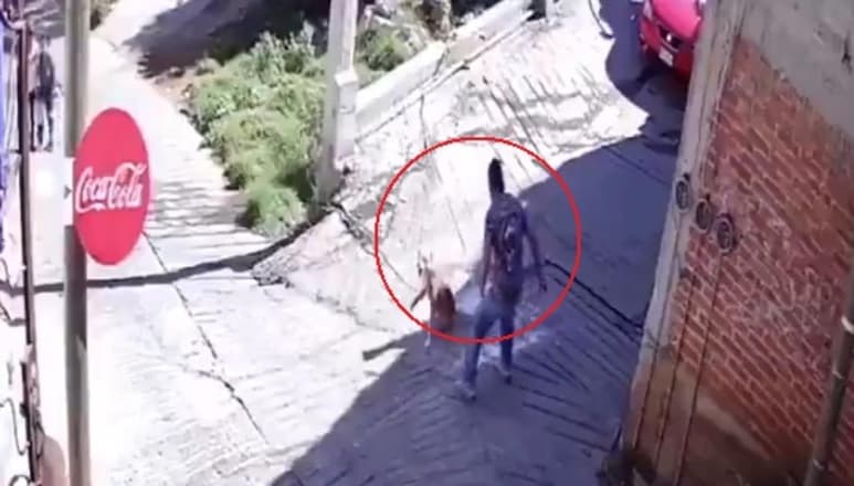 Sin motivo aparente, el sujeto estrelló la botella de cristal contra el animal que salió huyendo asustado del lugar (CAPTURA)