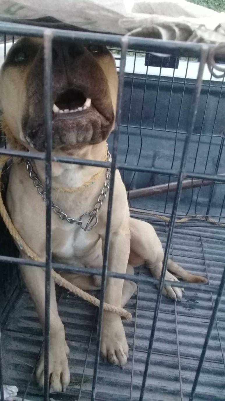 Los familiares de la mujer acuchillaron al can para obligarlo a que liberara de sus fauces a la víctima. (EL SIGLO DE TORREÓN)